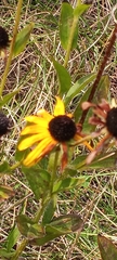 Rudbeckia hirta