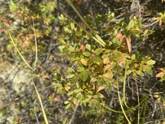 Rhododendron parvifolium