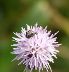 Megabruchidius dorsalis