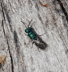 Trichrysis