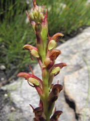 Disa reticulata