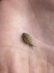 Myrmeleon formicarius