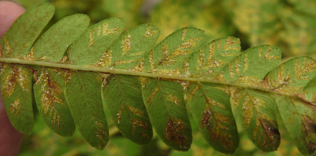Uredinopsis osmundae