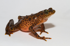 Darien Stubfoot Toad photo 5