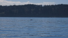Phocoena phocoena vomerina