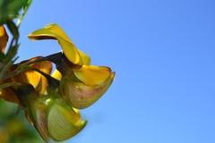 Crotalaria capensis