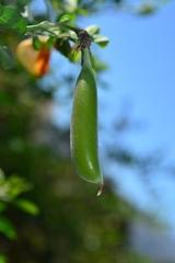Crotalaria capensis