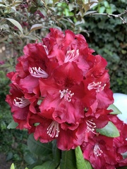 Rhododendron