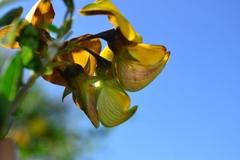 Crotalaria capensis