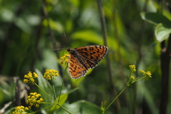 Melitaea trivia