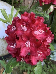 Rhododendron