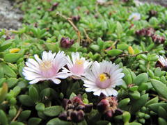 Delosperma katbergense