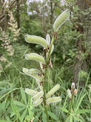 Lupinus polyphyllus