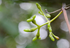 Jasminum lanceolarium