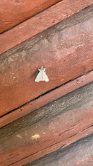 Olceclostera
