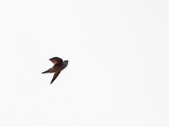 Aerodramus brevirostris