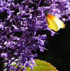 Plectranthus ecklonii