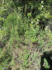 Cliffortia polygonifolia polygonifolia