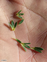 Cliffortia polygonifolia polygonifolia