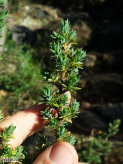 Cliffortia polygonifolia polygonifolia