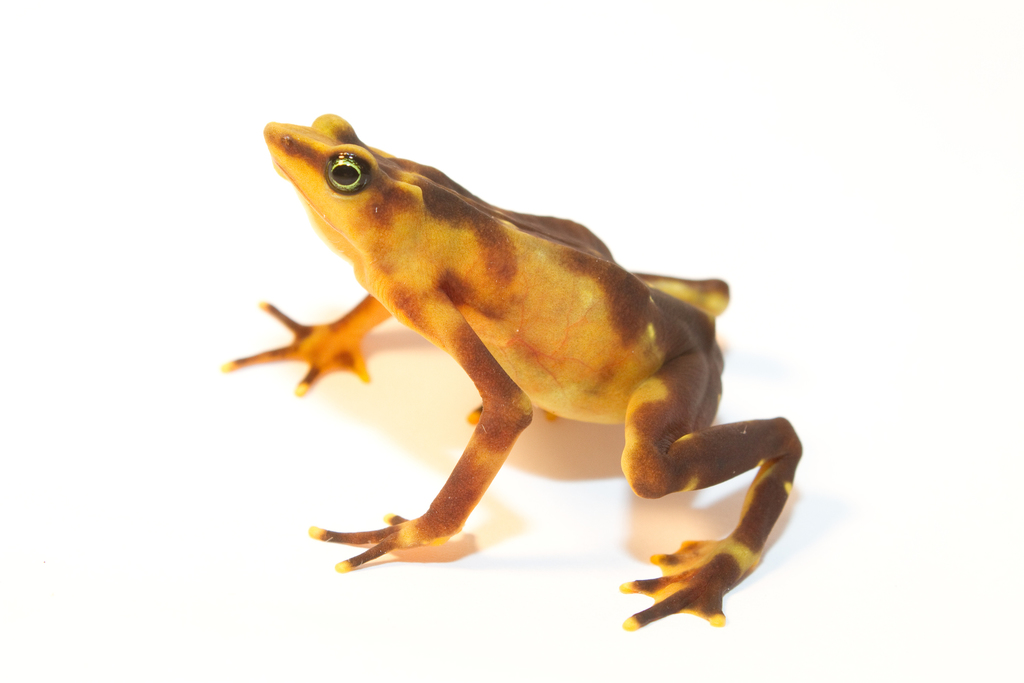 Pirre Harlequin Frog