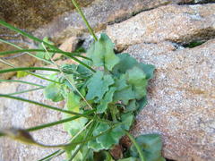 Lobelia preslii