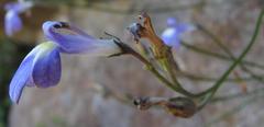 Lobelia preslii