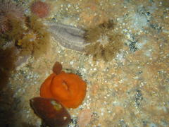 Pentacta doliolum