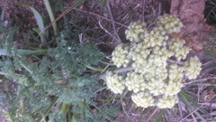 Lomatium dasycarpum dasycarpum
