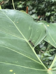 Dolichoderus attelaboides