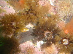 Pentacta doliolum