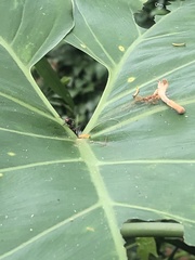Dolichoderus attelaboides