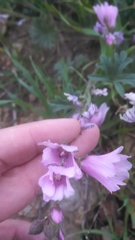 Sidalcea malviflora malviflora