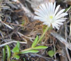 Delosperma concavum