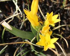 Cyrtanthus breviflorus
