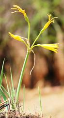 Cyrtanthus breviflorus
