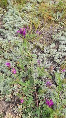 Astragalus davuricus