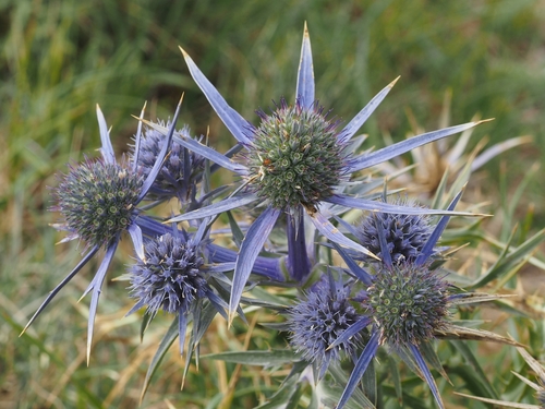 Amethyst eryngo (Eryngium amethystinum)
