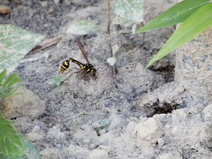 Phimenes flavopictus formosanus