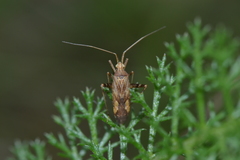 Phytocoris varipes