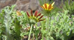 Arctotis arctotoides