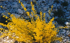 Genista cinerea