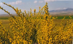 Genista cinerea