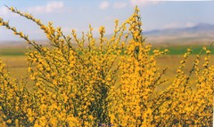 Genista cinerea
