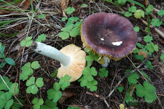 Russula firmula