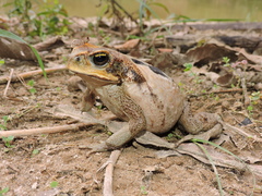 Rhinella poeppigii