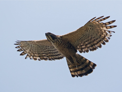 Nisaetus nipalensis