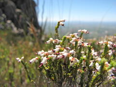 Erica passerinoides