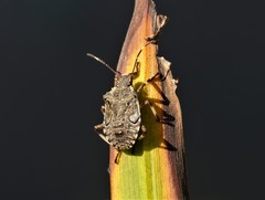 Halyomorpha halys