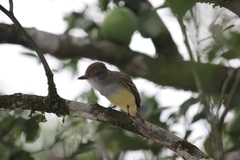 Myiarchus ferox